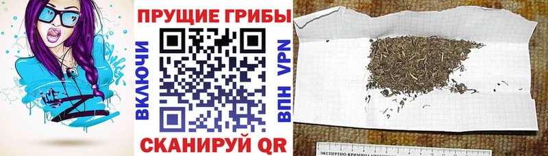 наркошоп  Енисейск  Псилоцибиновые грибы Cubensis 